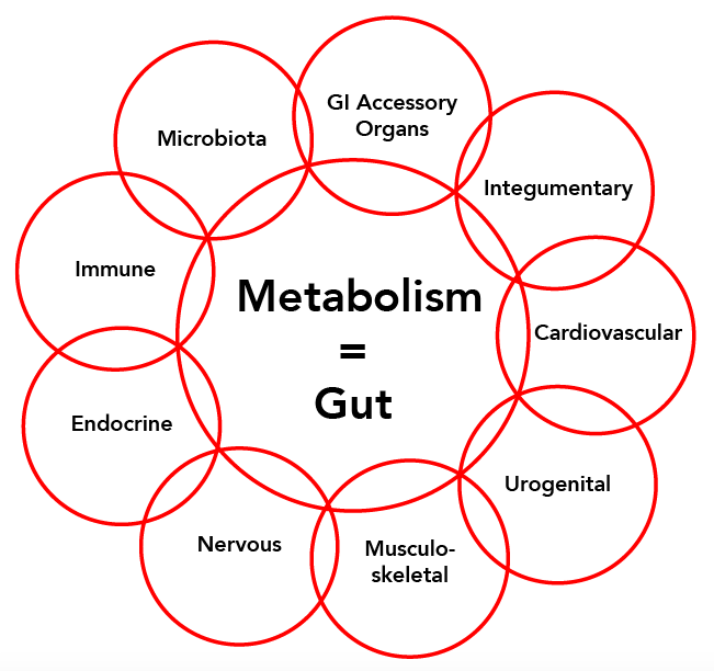 MetS metabolism = gut wheel
