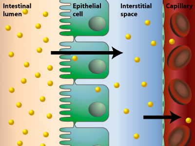 healthy epithelium gut wall